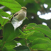 Golden-faced Tyrannulet