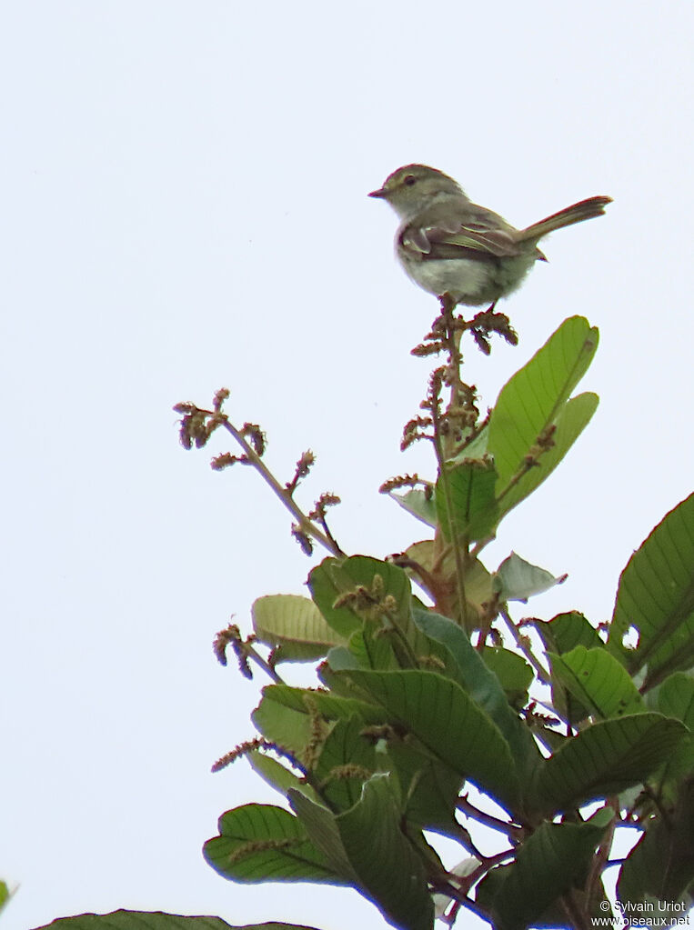 Peruvian Tyrannulet