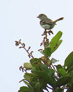 Peruvian Tyrannulet