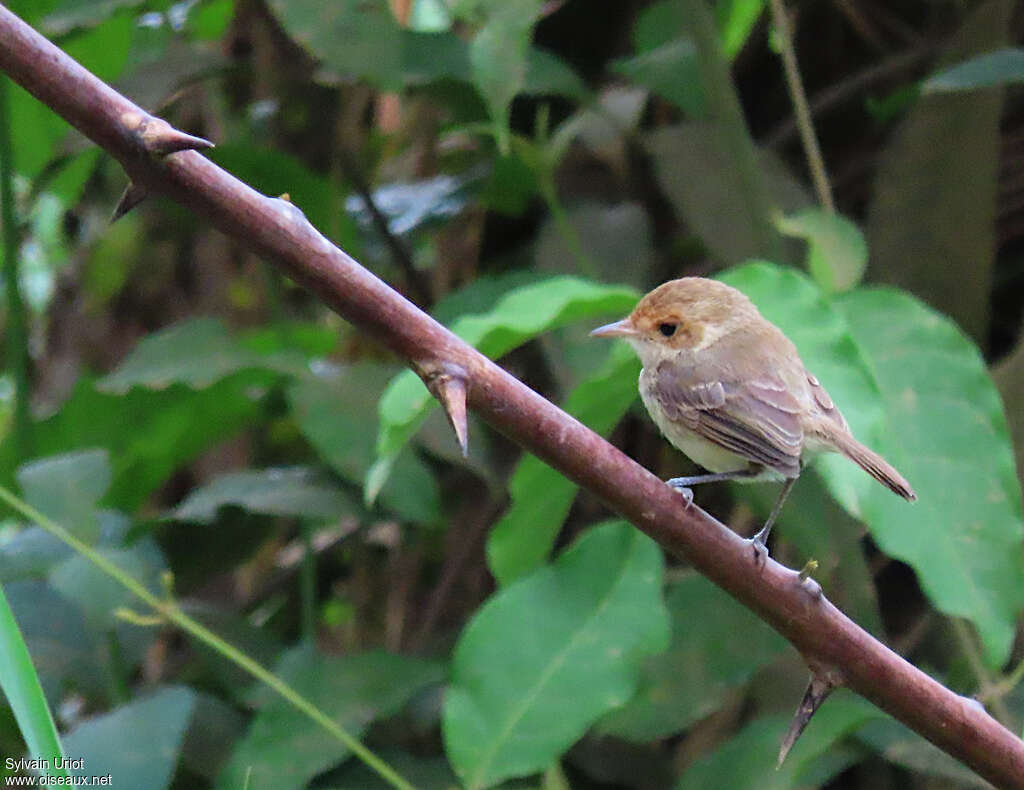 Tyranneau à front fauveadulte, identification