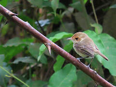 Fulvous-faced Scrub Tyrant