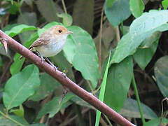 Fulvous-faced Scrub Tyrant