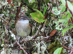 White-throated Tyrannulet