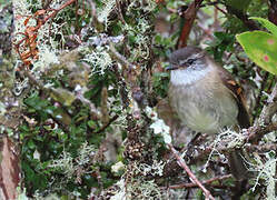 White-throated Tyrannulet