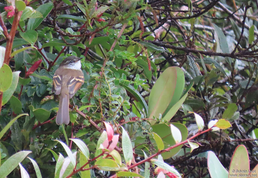 White-throated Tyrannuletadult