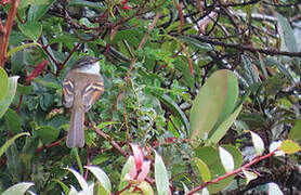 White-throated Tyrannulet