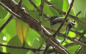 Yellow-margined Flatbill