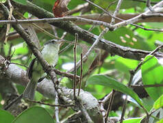 Yellow-margined Flatbill