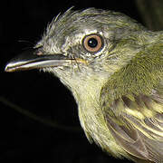 Yellow-margined Flatbill