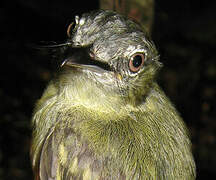 Yellow-margined Flatbill