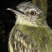 Yellow-margined Flatbill