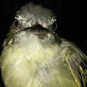 Yellow-margined Flatbill