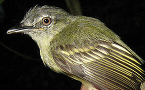 Yellow-margined Flatbill