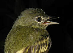 Yellow-margined Flatbill