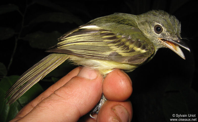 Yellow-margined Flatbilljuvenile