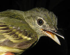 Yellow-margined Flatbill