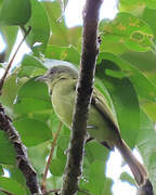 Yellow-margined Flatbill