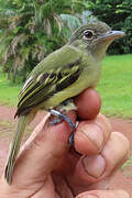 Yellow-margined Flatbill