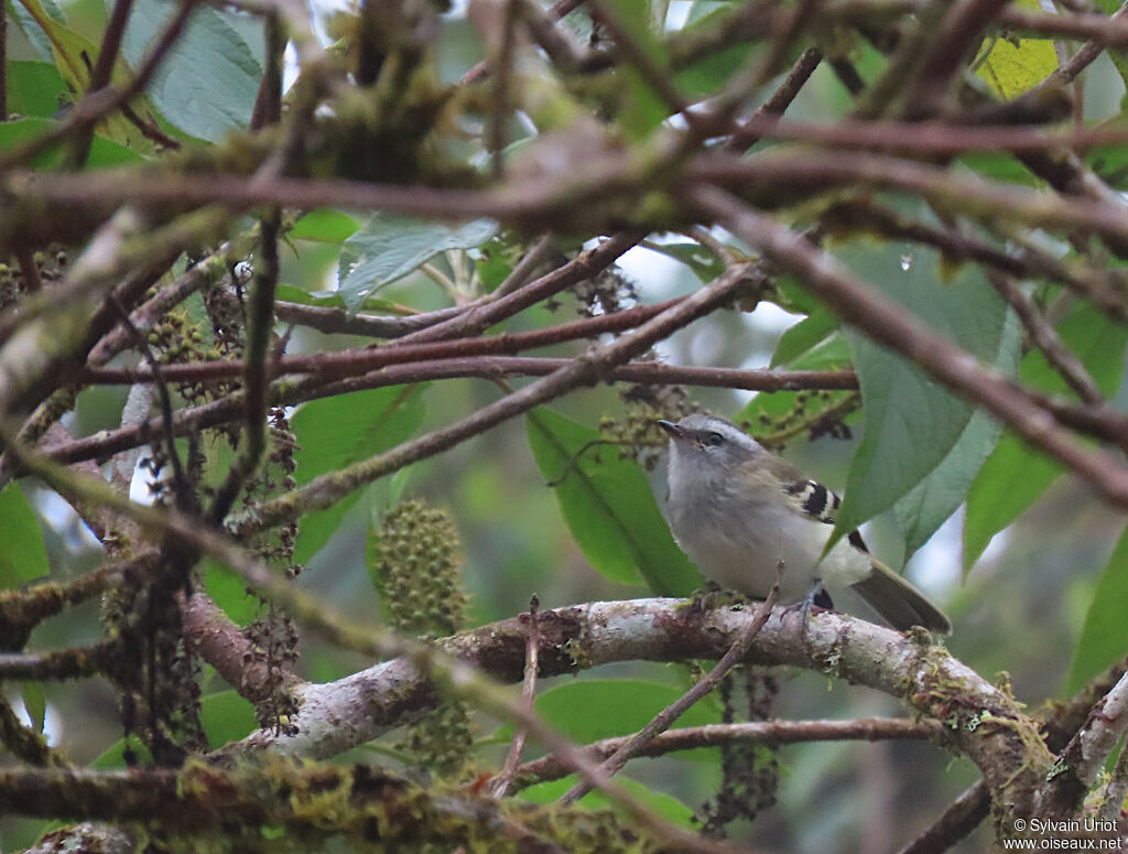 White-banded Tyrannuletadult