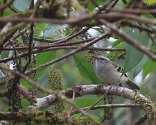 White-banded Tyrannulet