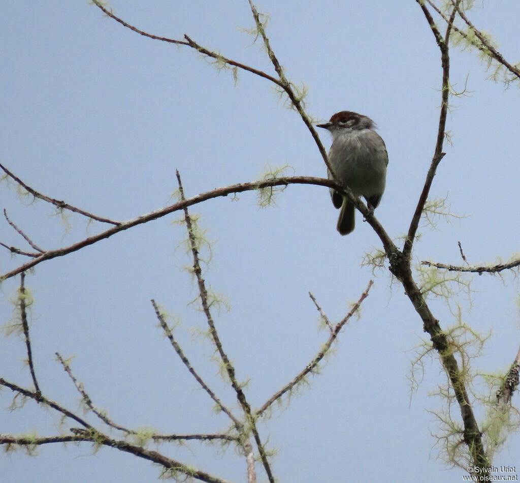 Rufous-browed Tyrannuletadult