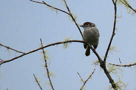 Rufous-browed Tyrannulet