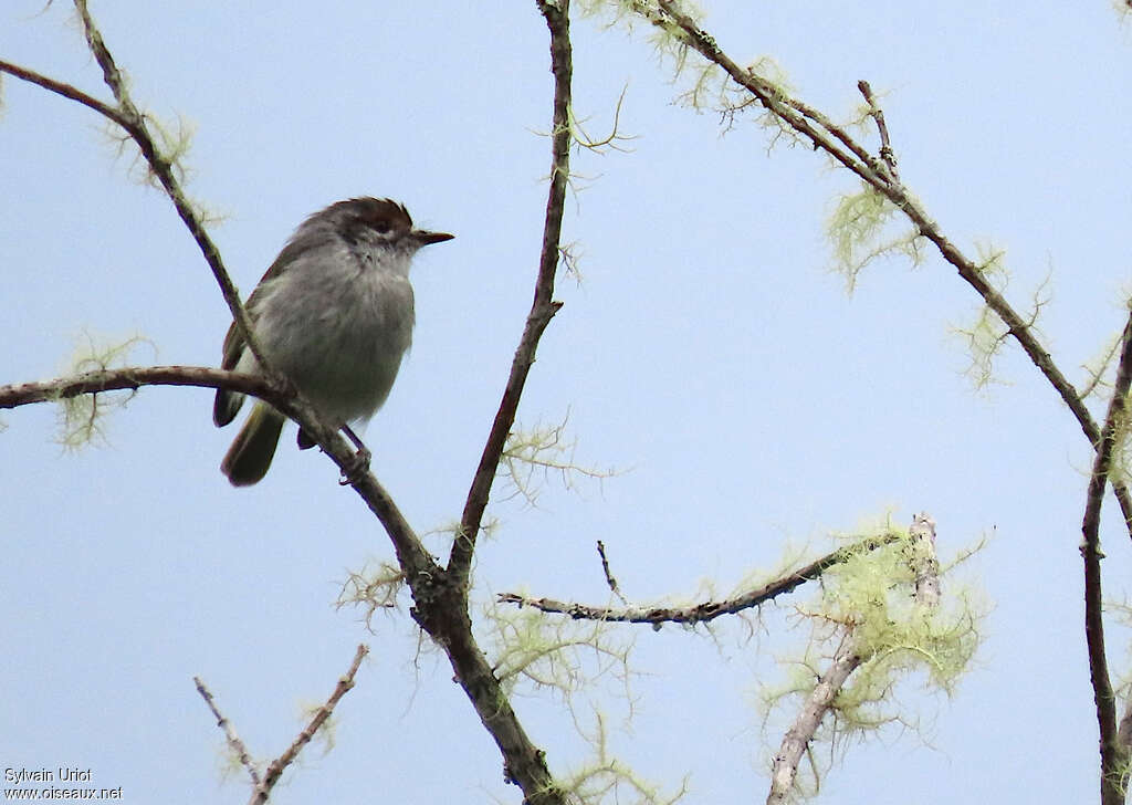 Rufous-browed Tyrannuletadult