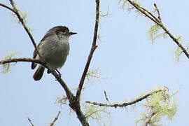 Rufous-browed Tyrannulet