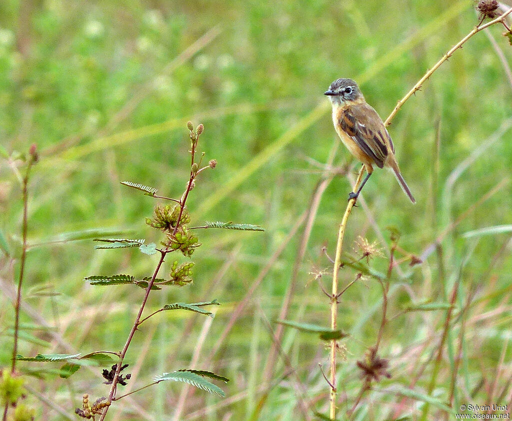 Bearded Tachuri male adult