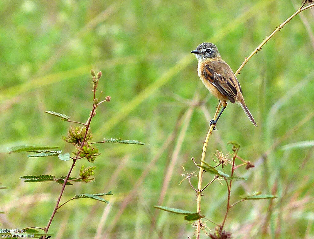 Tyranneau barbu mâle adulte, identification