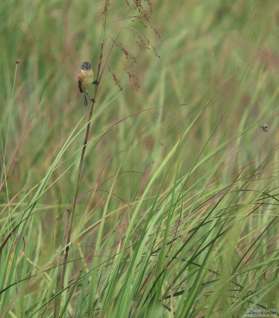 Bearded Tachuri male adult