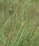 Tyranneau barbu