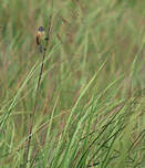Tyranneau barbu