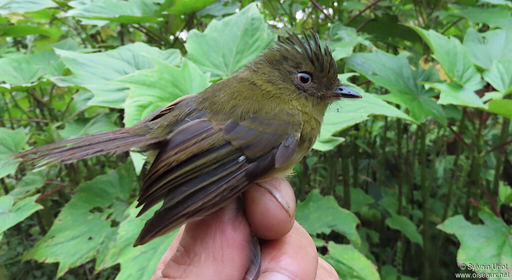 Bronze-olive Pygmy Tyrantadult