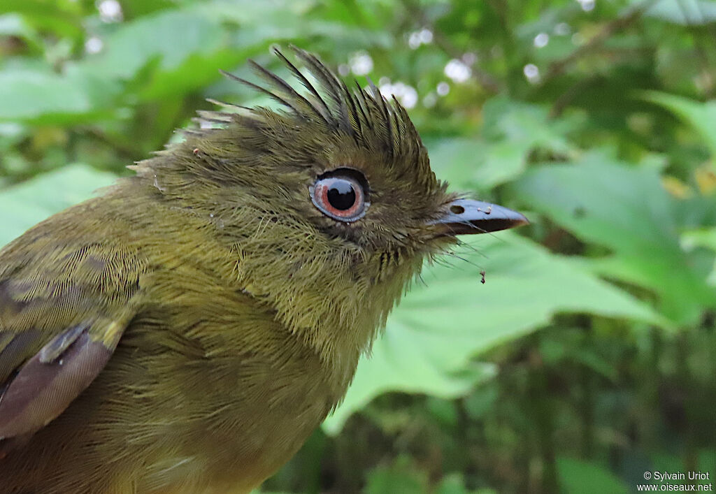 Bronze-olive Pygmy Tyrantadult