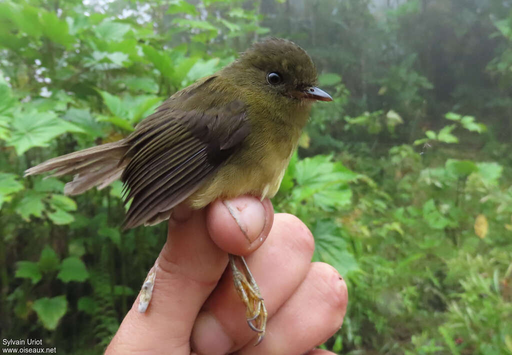 Bronze-olive Pygmy Tyrantadult