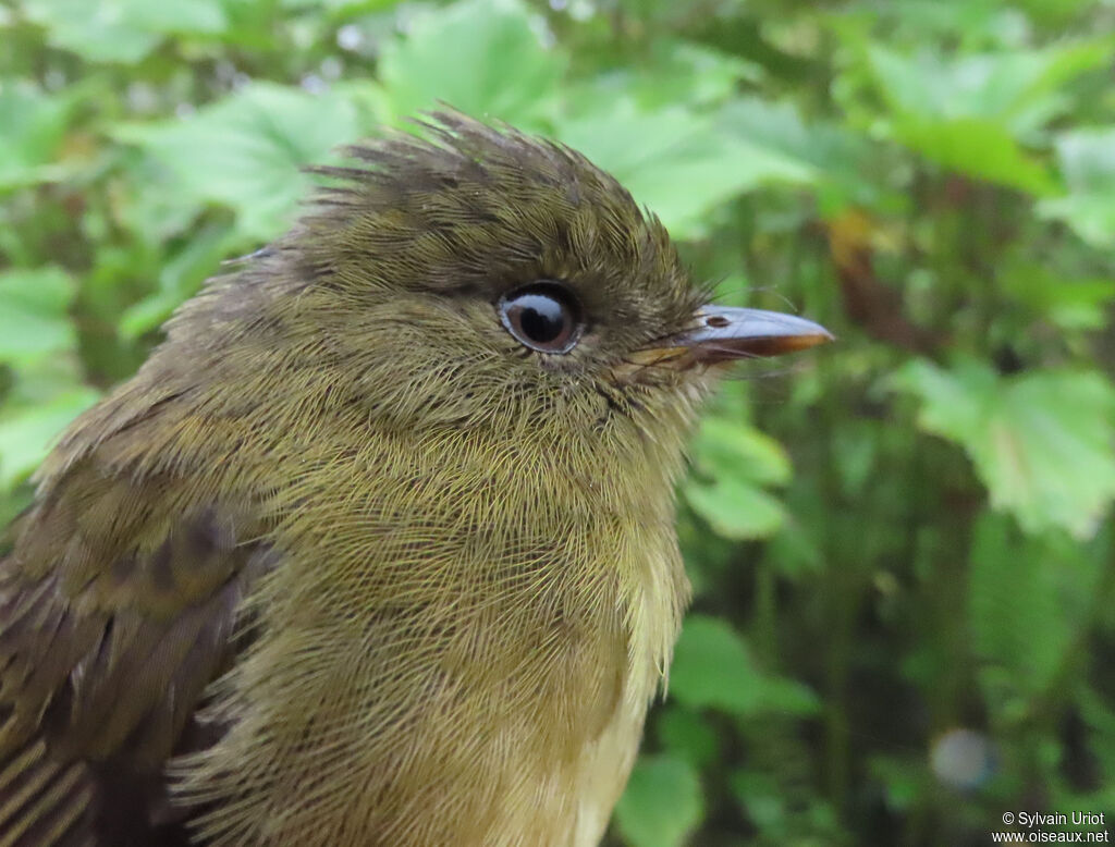 Bronze-olive Pygmy Tyrantadult