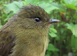 Bronze-olive Pygmy Tyrant