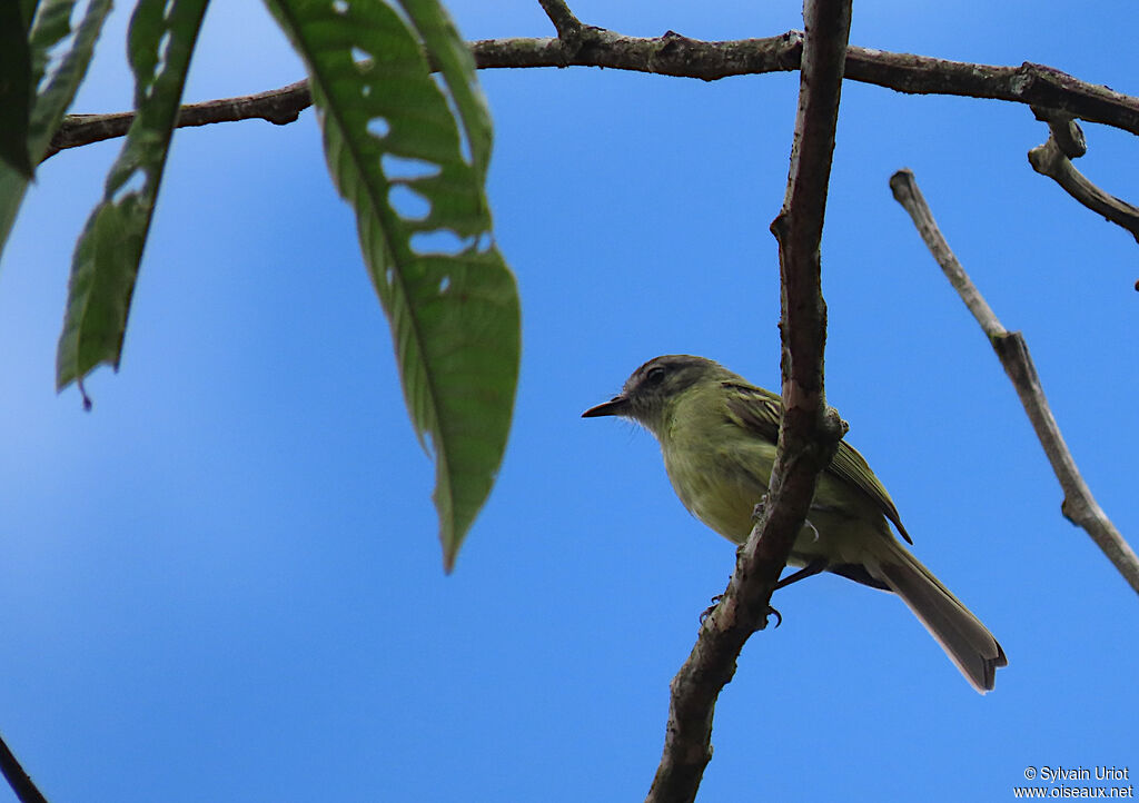 Ecuadorian Tyrannulet