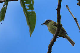 Ecuadorian Tyrannulet