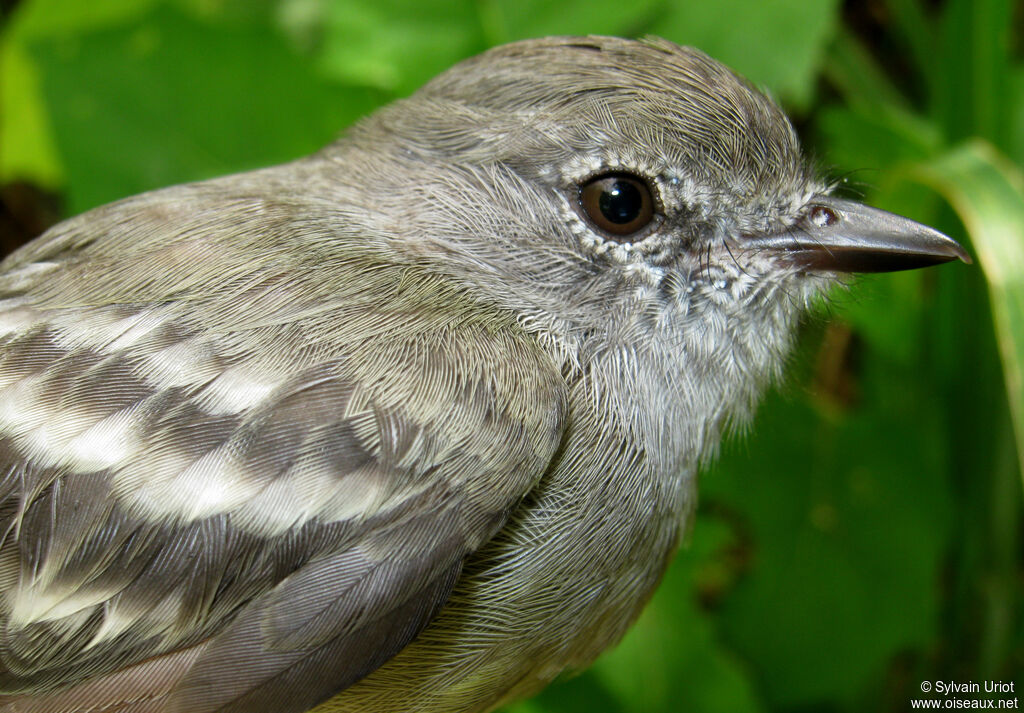 Northern Scrub Flycatcher