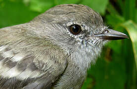 Northern Scrub Flycatcher