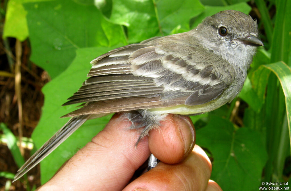 Northern Scrub Flycatcher