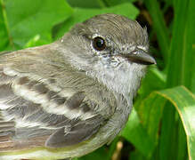 Northern Scrub Flycatcher