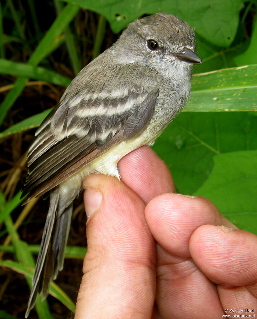 Northern Scrub Flycatcher