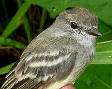 Northern Scrub Flycatcher