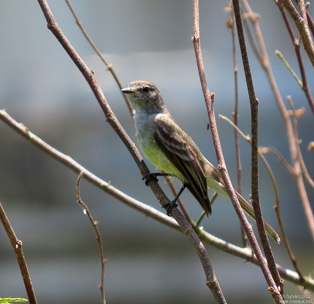 Northern Scrub Flycatcheradult