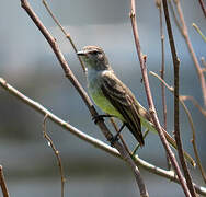 Northern Scrub Flycatcher