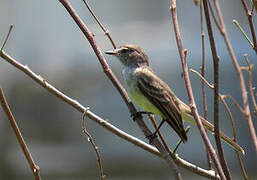 Northern Scrub Flycatcher