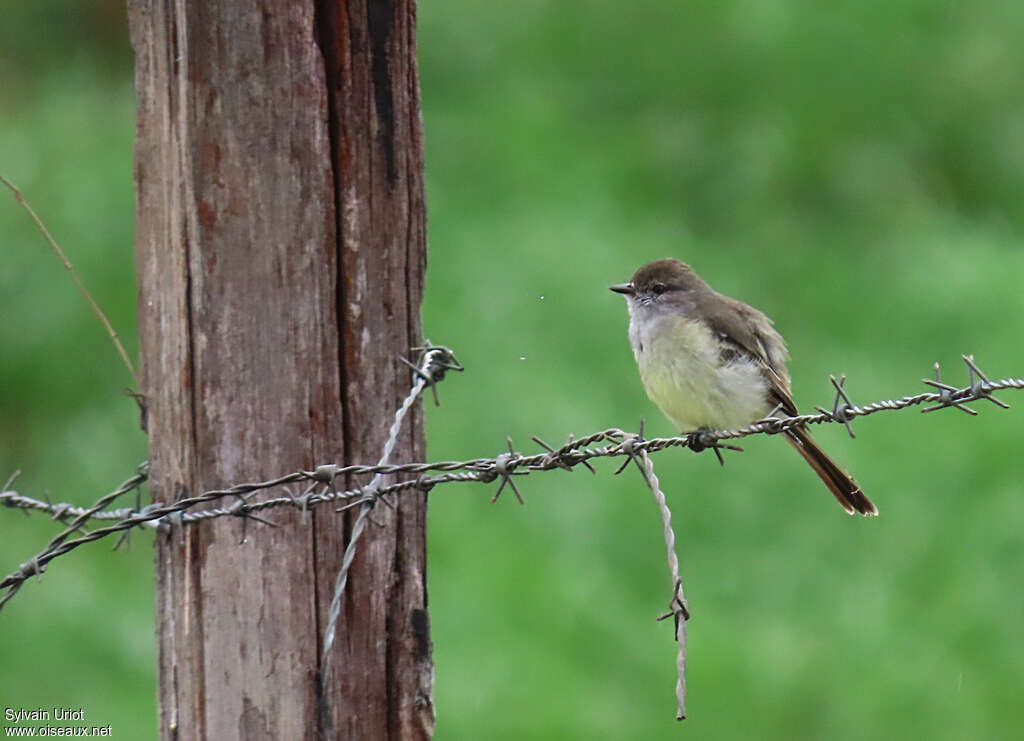 Tyranneau des palétuviersadulte, identification